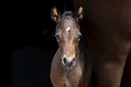 Quarter Horse foal