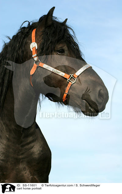 cart horse portrait / SS-11601