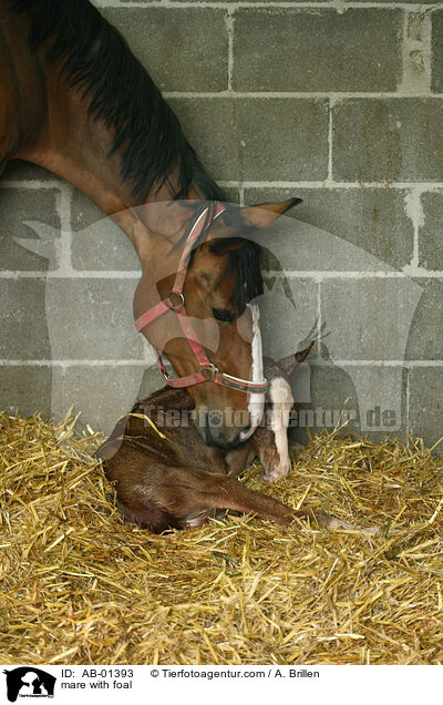 mare with foal / AB-01393