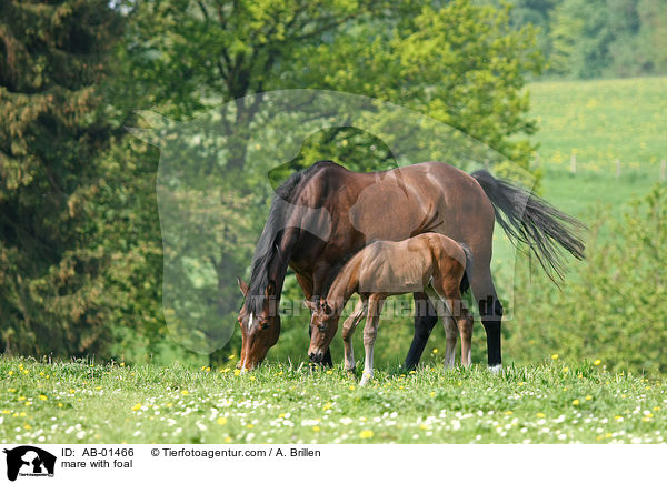 mare with foal / AB-01466
