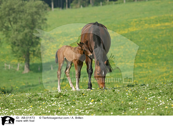 mare with foal / AB-01473