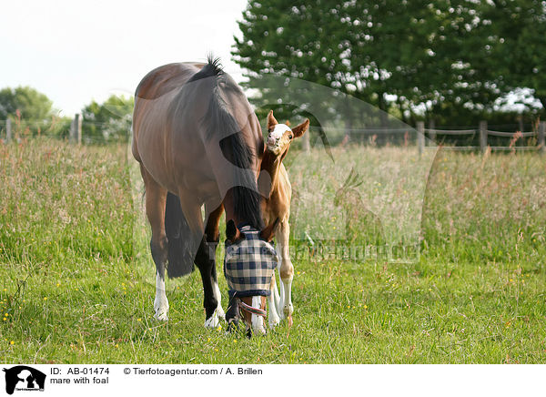mare with foal / AB-01474