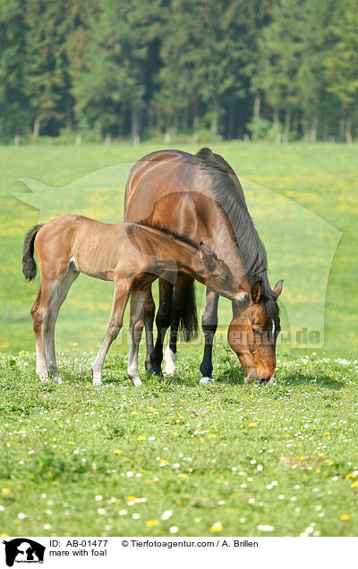 mare with foal / AB-01477