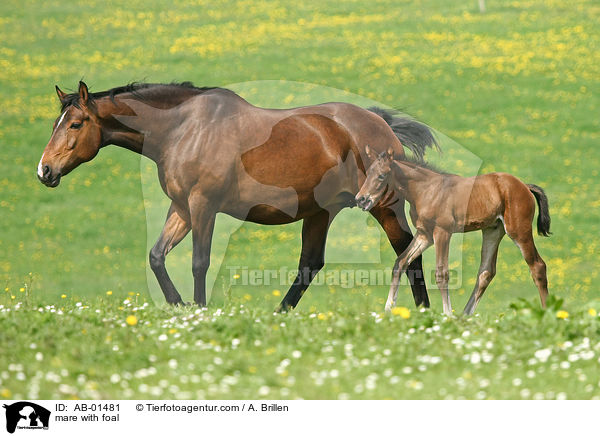mare with foal / AB-01481