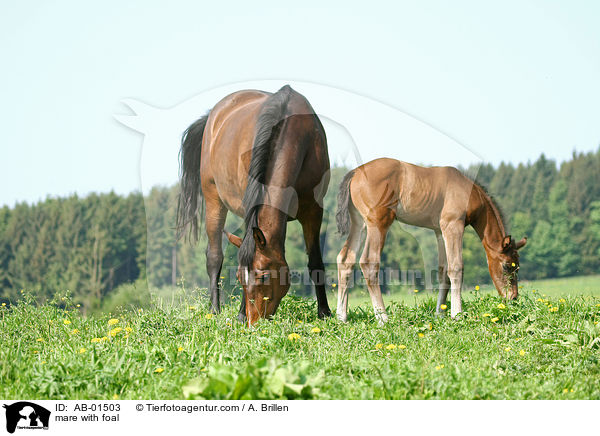 mare with foal / AB-01503
