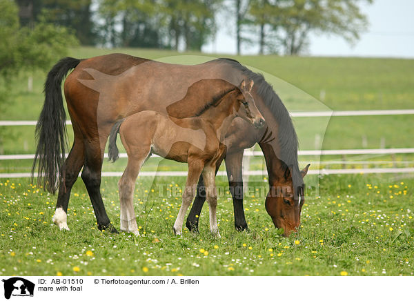 mare with foal / AB-01510