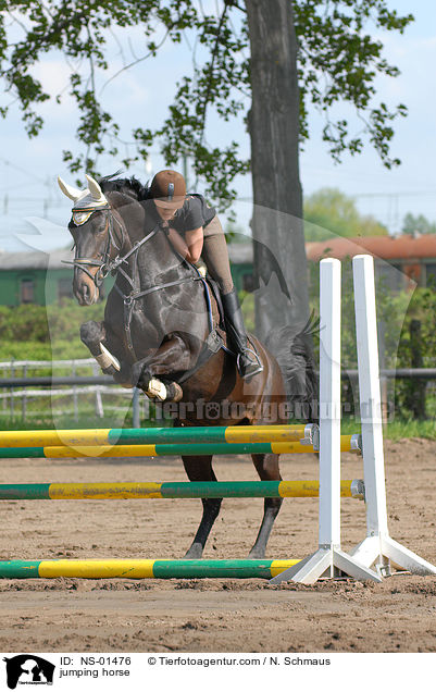 jumping horse / NS-01476