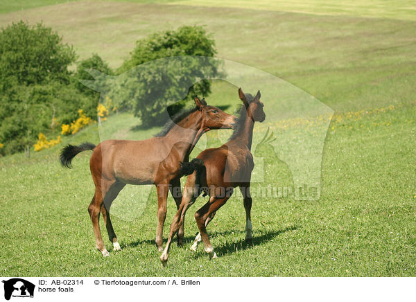 horse foals / AB-02314