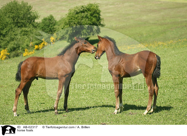 horse foals / AB-02317
