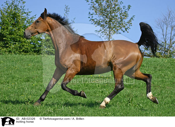 trotting horse / AB-02326