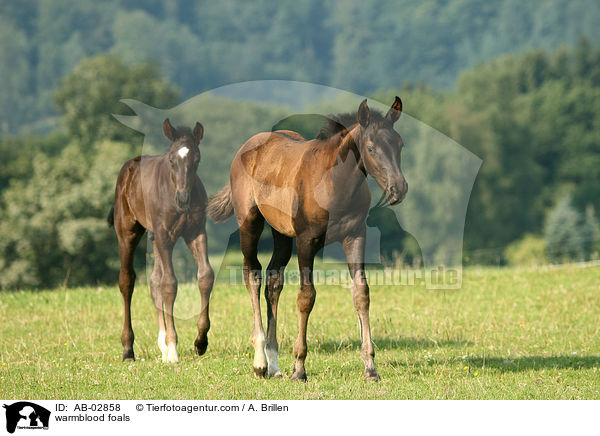warmblood foals / AB-02858