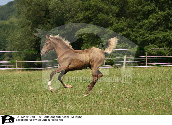 galloping Rocky Mountain Horse foal / MK-01868