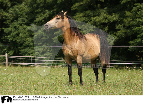 Rocky Mountain Horse / MK-01871