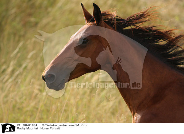 Rocky Mountain Horse Portrait / MK-01884
