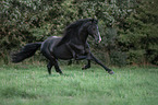 galloping Rocky Mountain Horse