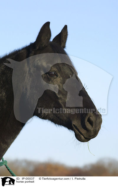 horse portrait / IP-00037