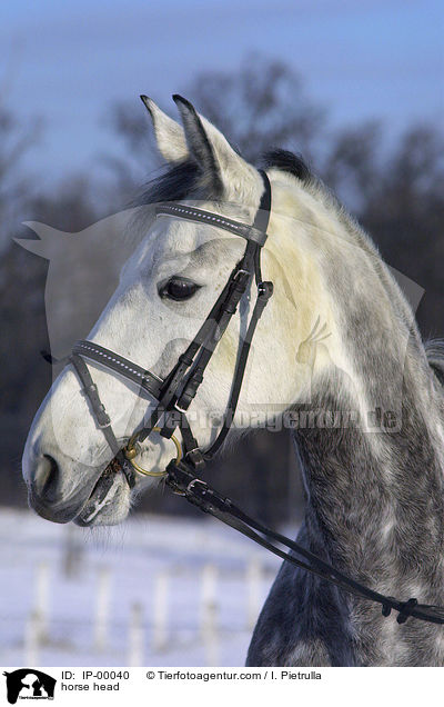 Sachsen Anhaltiner Portrait / horse head / IP-00040