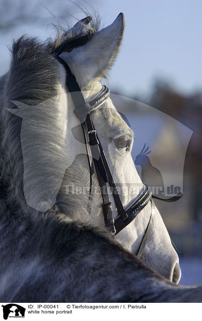 Schimmel Portrait / white horse portrait / IP-00041