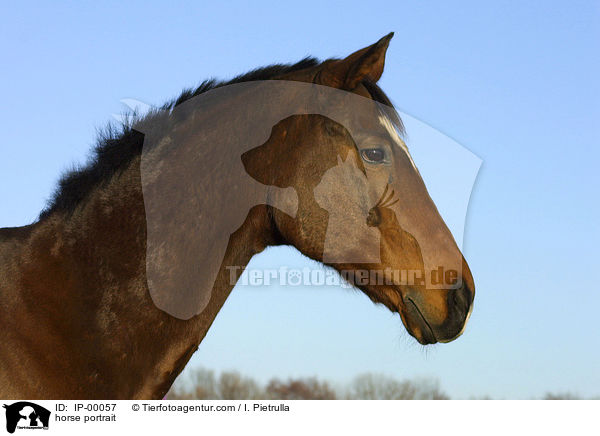Sachsen Anhaltiner Portrait / horse portrait / IP-00057