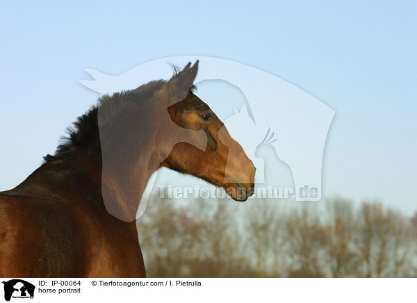 Sachsen Anhaltiner Portrait / horse portrait / IP-00064