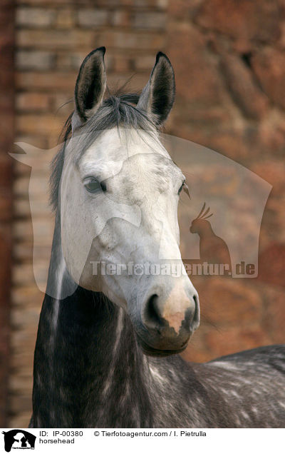 Pferd im Portrait / horsehead / IP-00380