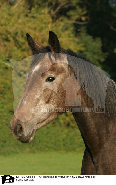 horse portrait / SS-05511