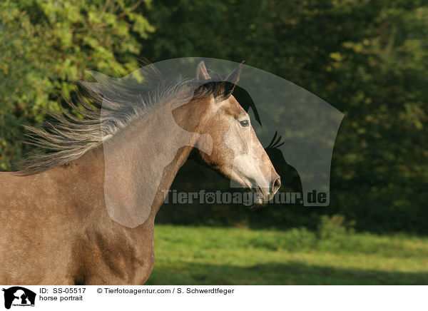 horse portrait / SS-05517