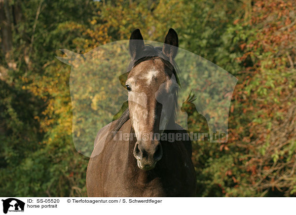 horse portrait / SS-05520