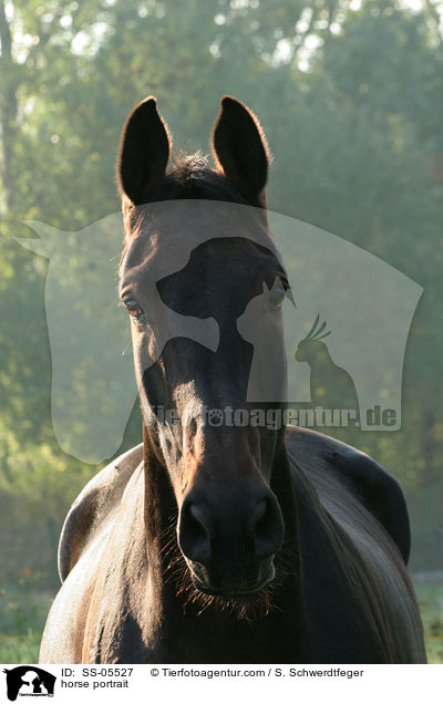 horse portrait / SS-05527
