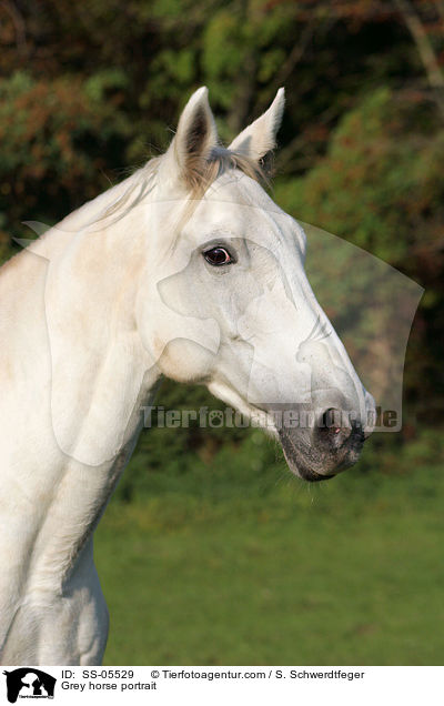Grey horse portrait / SS-05529