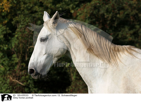 Grey horse portrait / SS-05533
