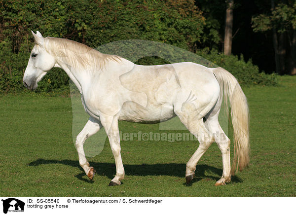 trotting grey horse / SS-05540