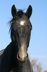 horse portrait