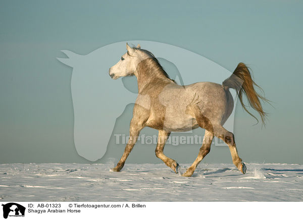Shagya Arabian Horse / AB-01323