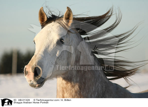 Shagya Arabian Horse Portrait / AB-01328