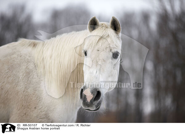 Shagya Arabian horse portrait / RR-50107