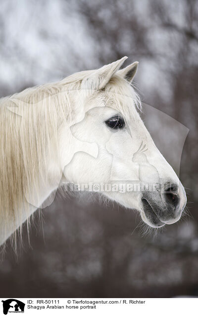 Shagya Arabian horse portrait / RR-50111