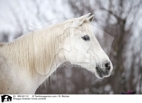 Shagya Arabian horse portrait / RR-50112
