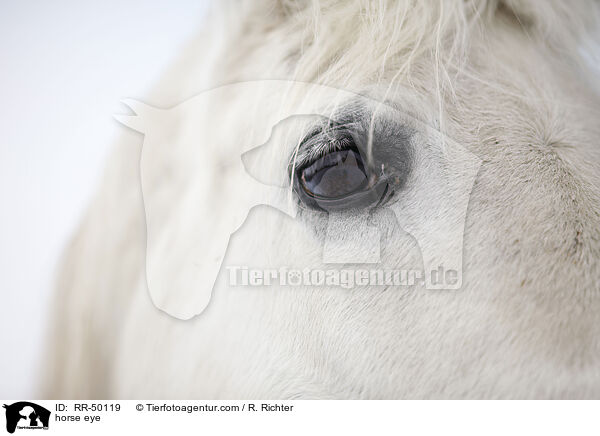horse eye / RR-50119