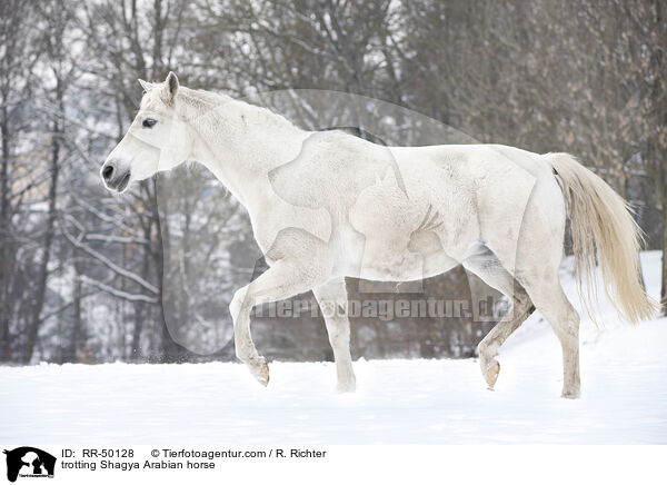 trotting Shagya Arabian horse / RR-50128