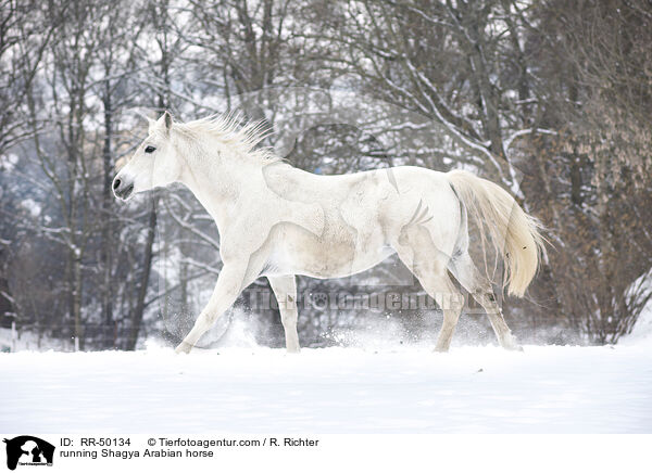 running Shagya Arabian horse / RR-50134