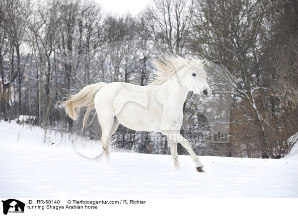 running Shagya Arabian horse / RR-50140