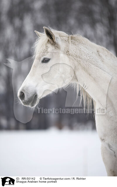 Shagya Arabian horse portrait / RR-50142