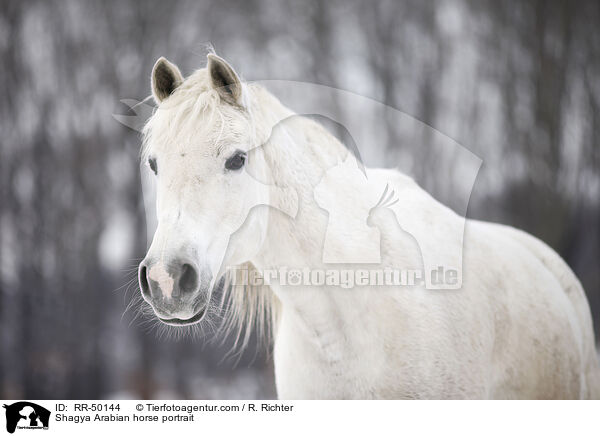 Shagya Arabian horse portrait / RR-50144