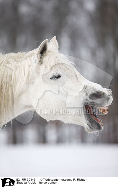 Shagya Arabian horse portrait / RR-50145