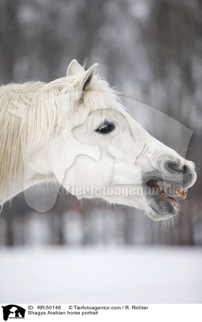 Shagya Arabian horse portrait / RR-50146