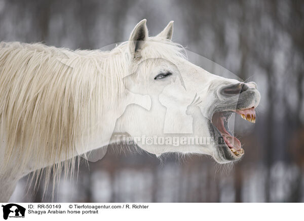 Shagya Arabian horse portrait / RR-50149