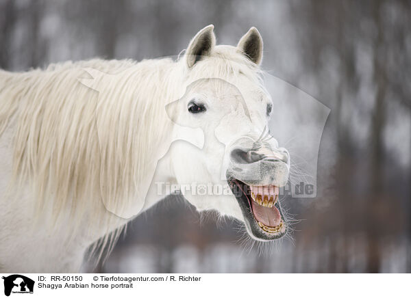 Shagya Arabian horse portrait / RR-50150