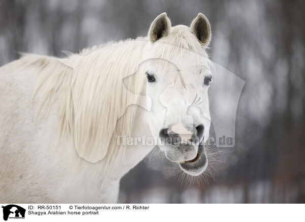 Shagya Arabian horse portrait / RR-50151