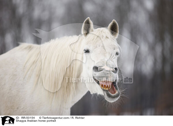 Shagya Arabian horse portrait / RR-50154